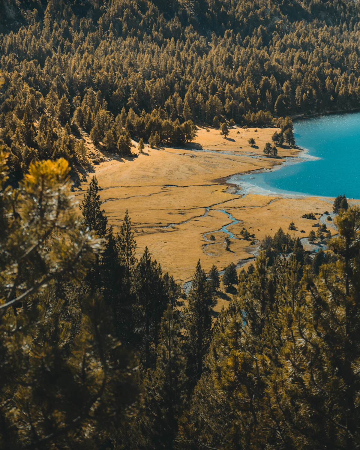 A turquoise lake and a pale meadow below pine forest in Aigüestortes National Park, in autumn