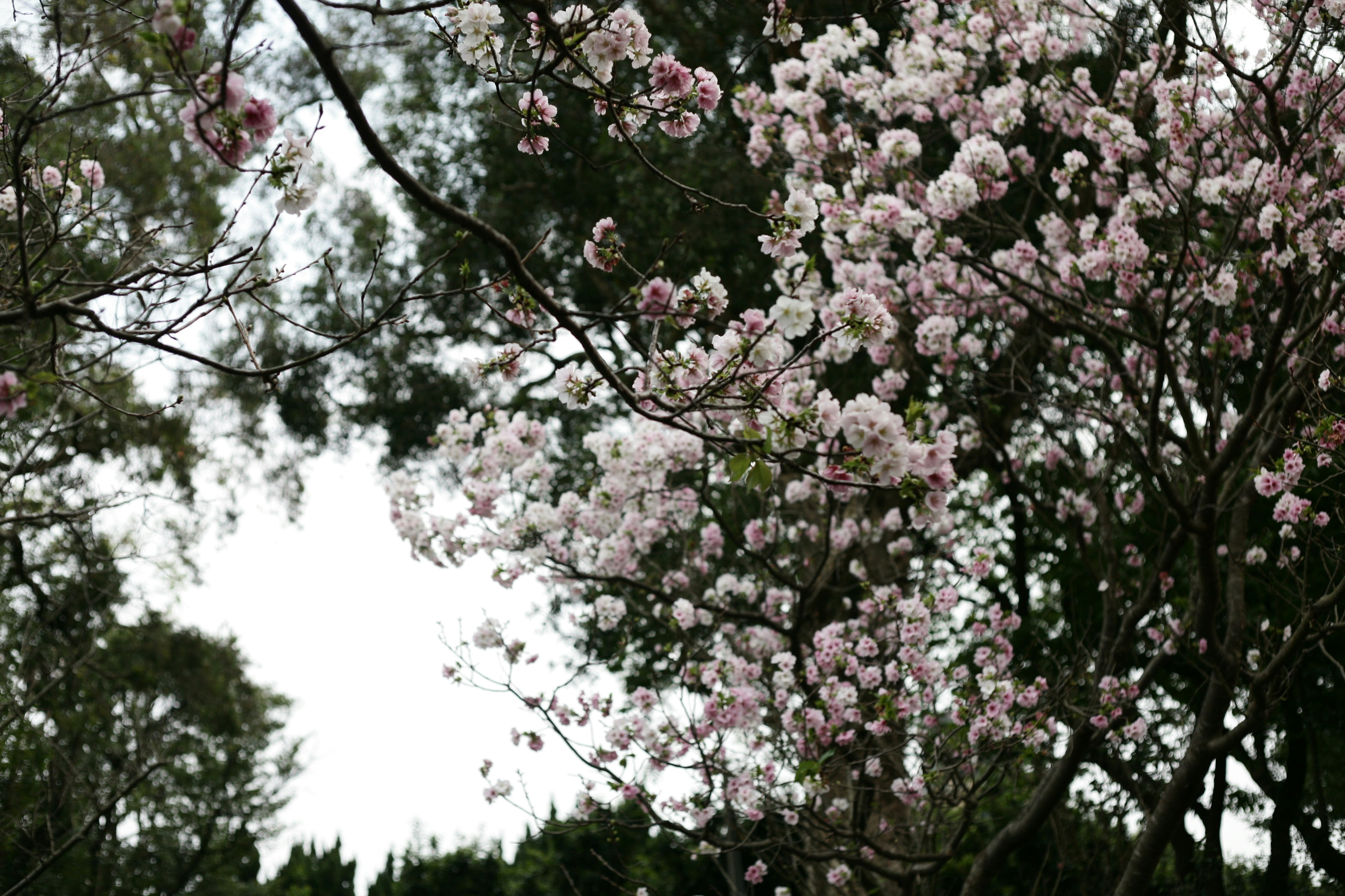 Photo by mclee