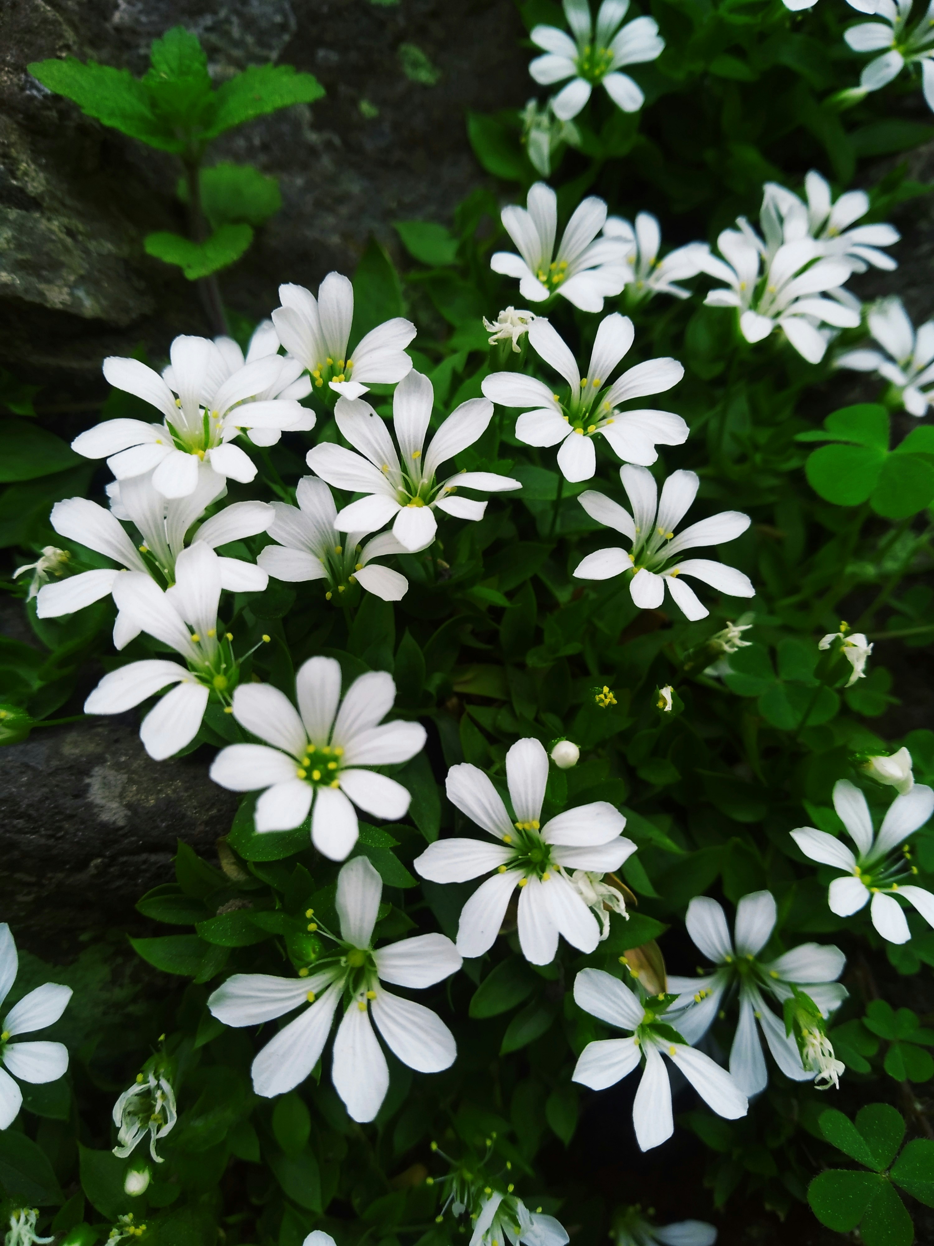 Photo by dendrophile