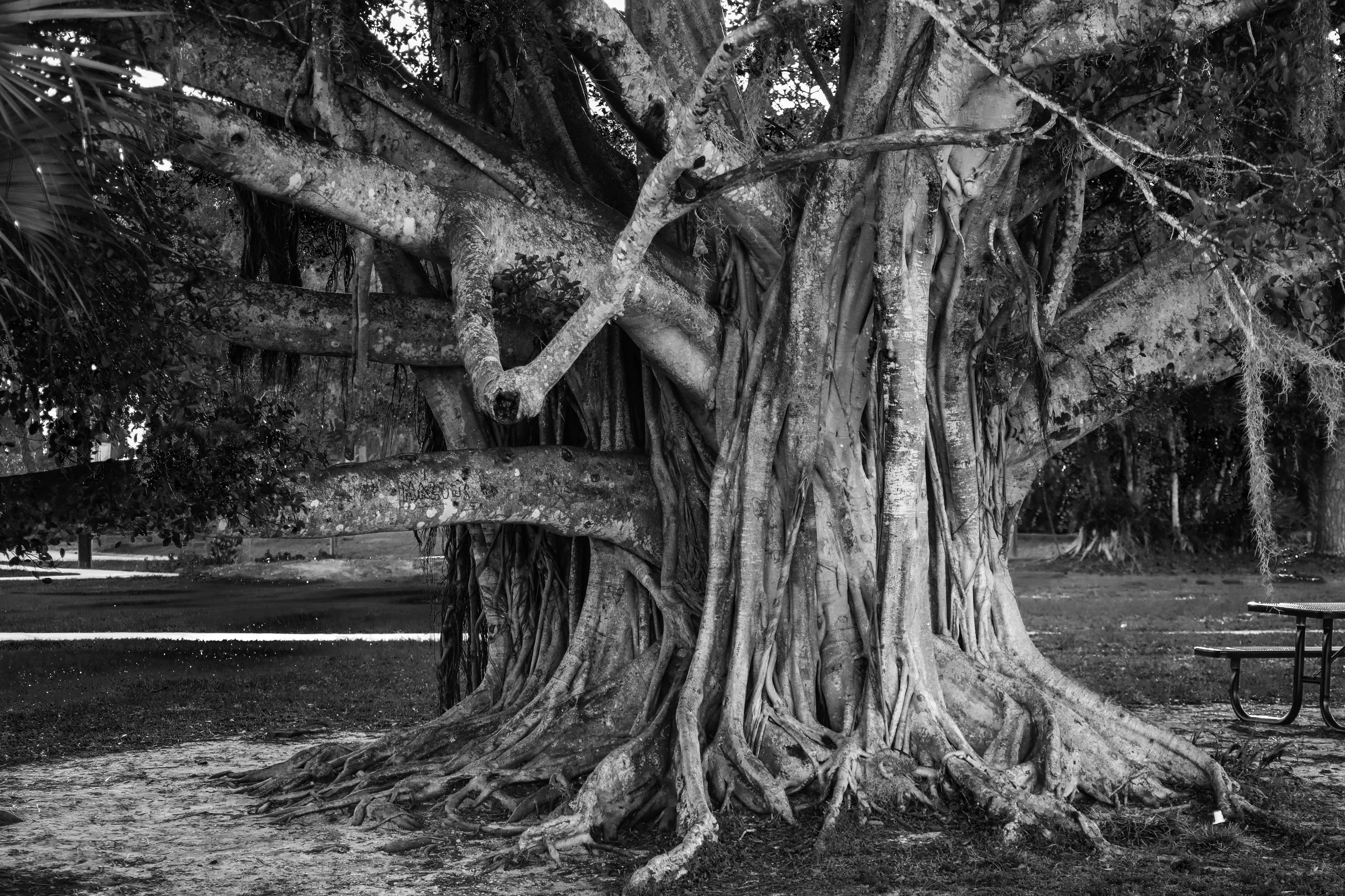 Historical Tree Grove