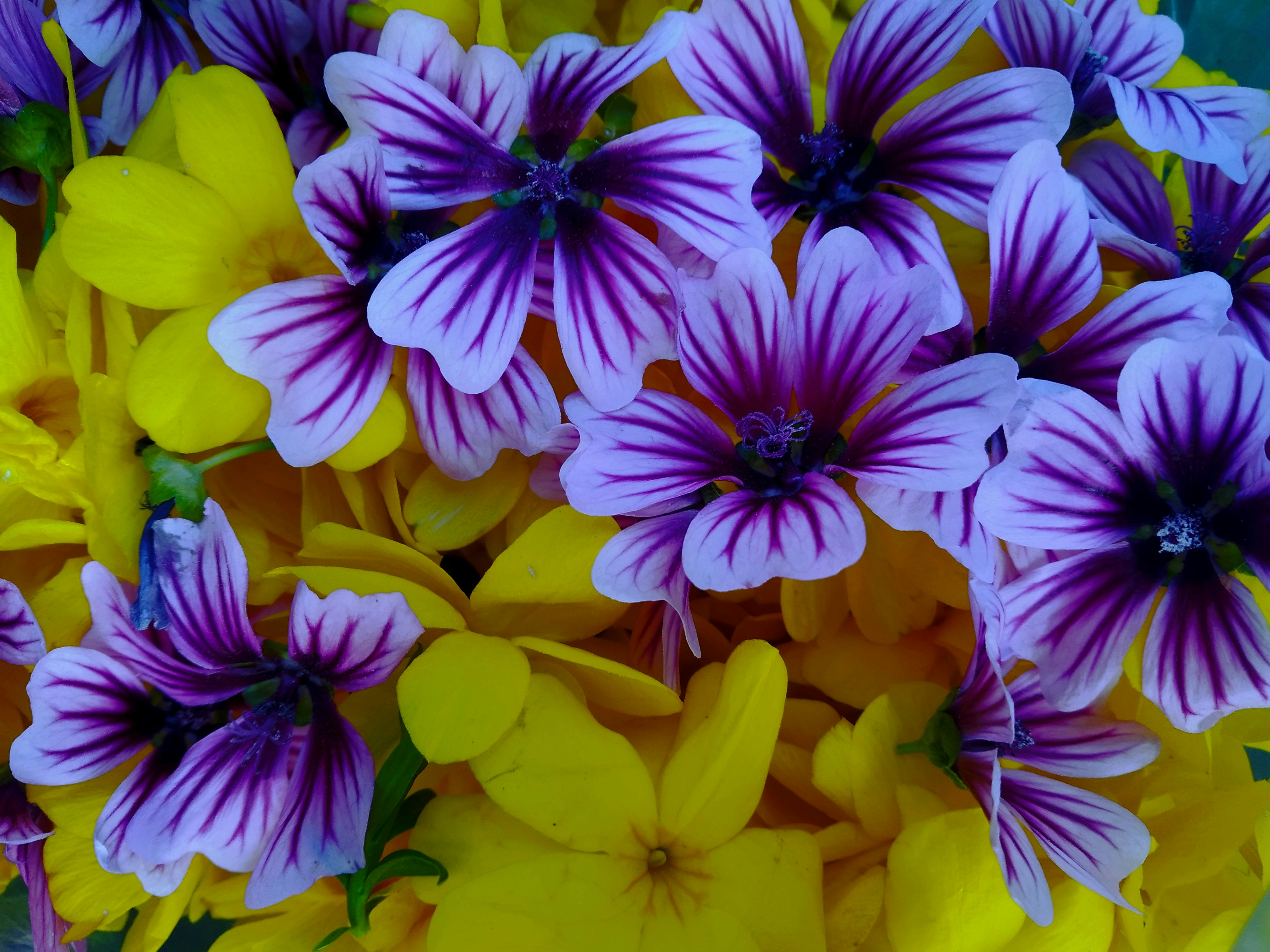 Photo by dendrophile