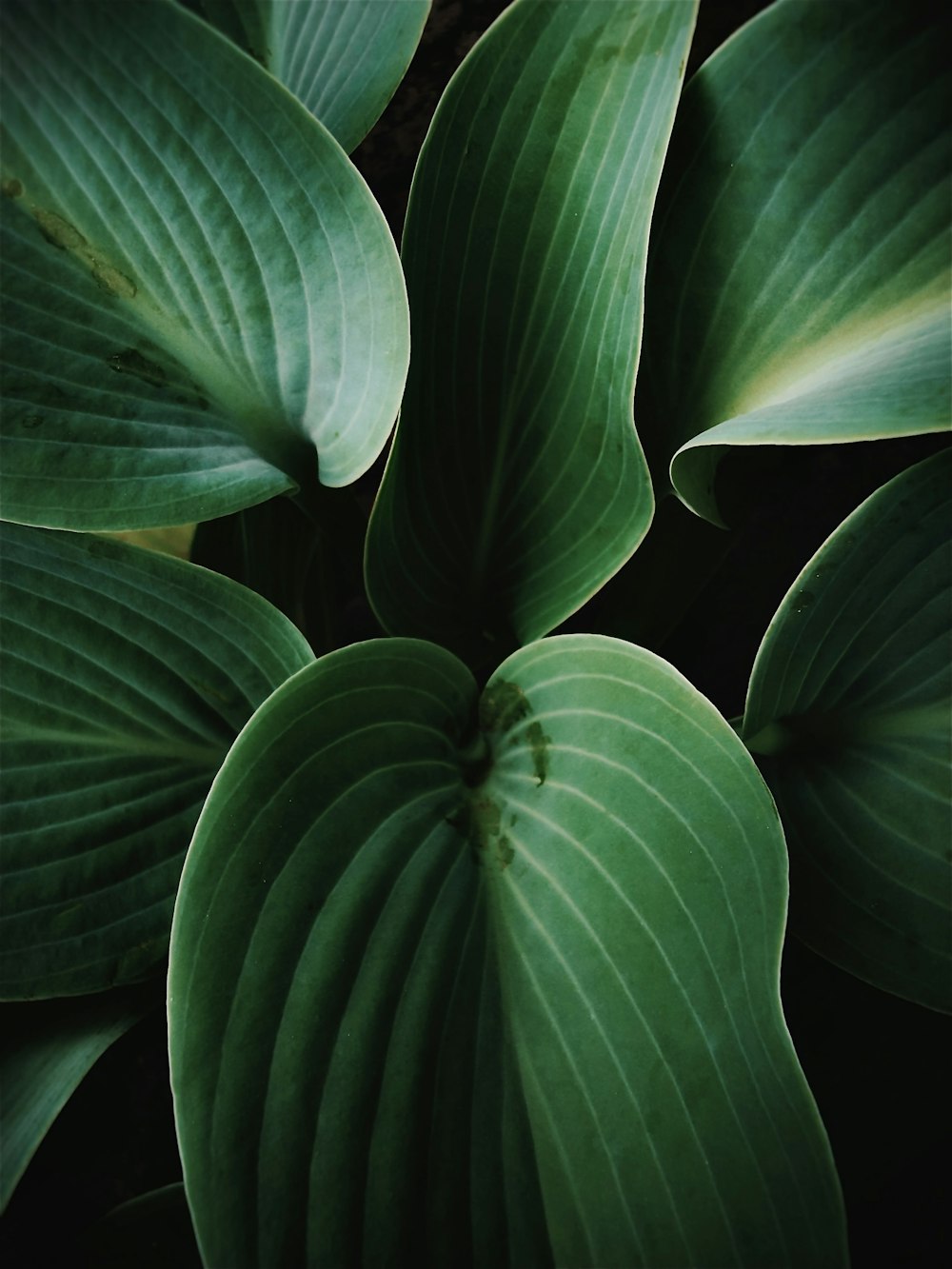 a close up of a green leafy plant