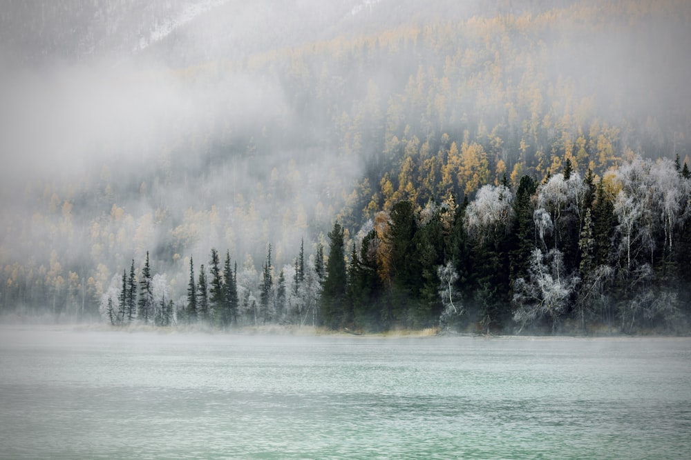 a body of water surrounded by trees and fog