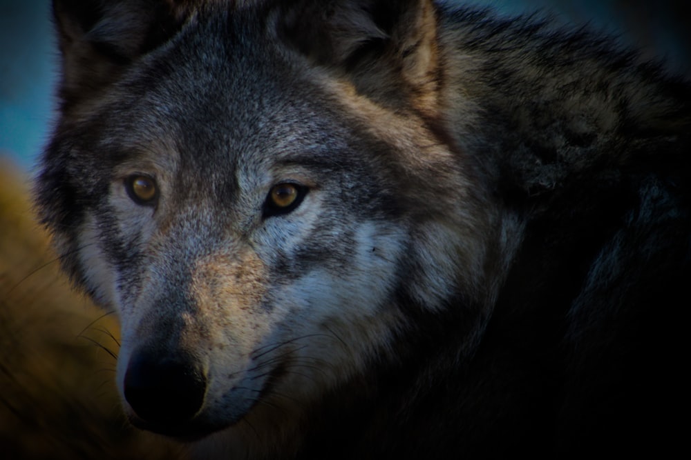 a close up of a wolf's face with a blurry background