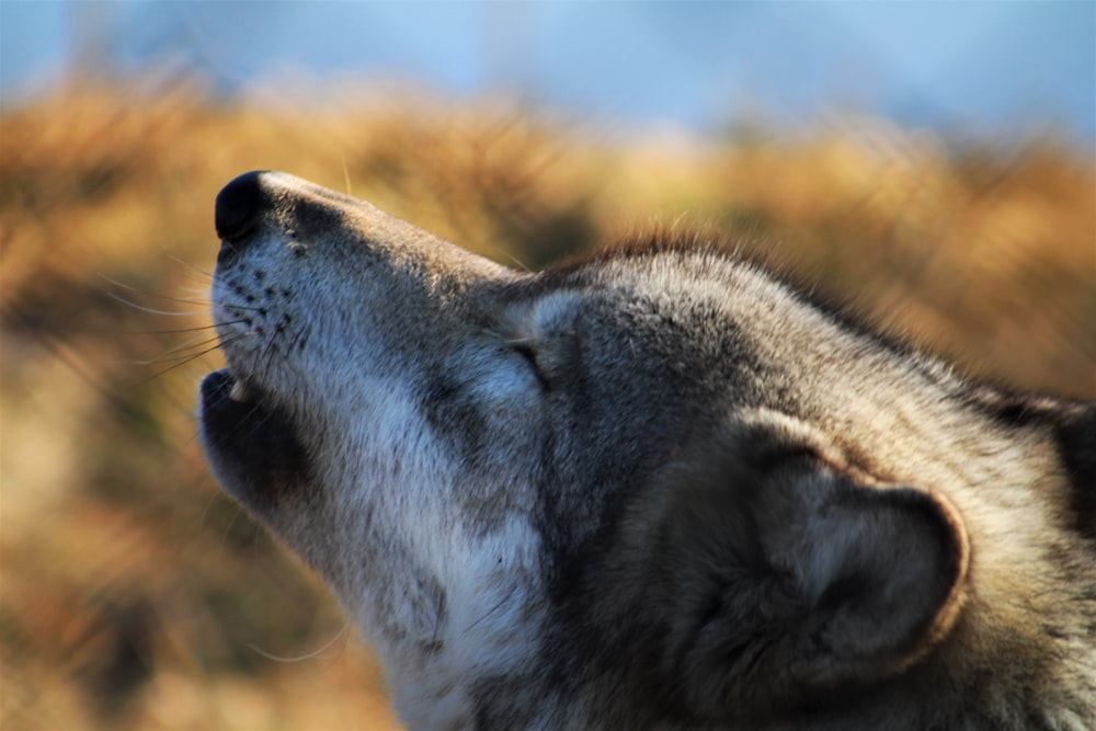 a close up of a dog's face with a blurry background