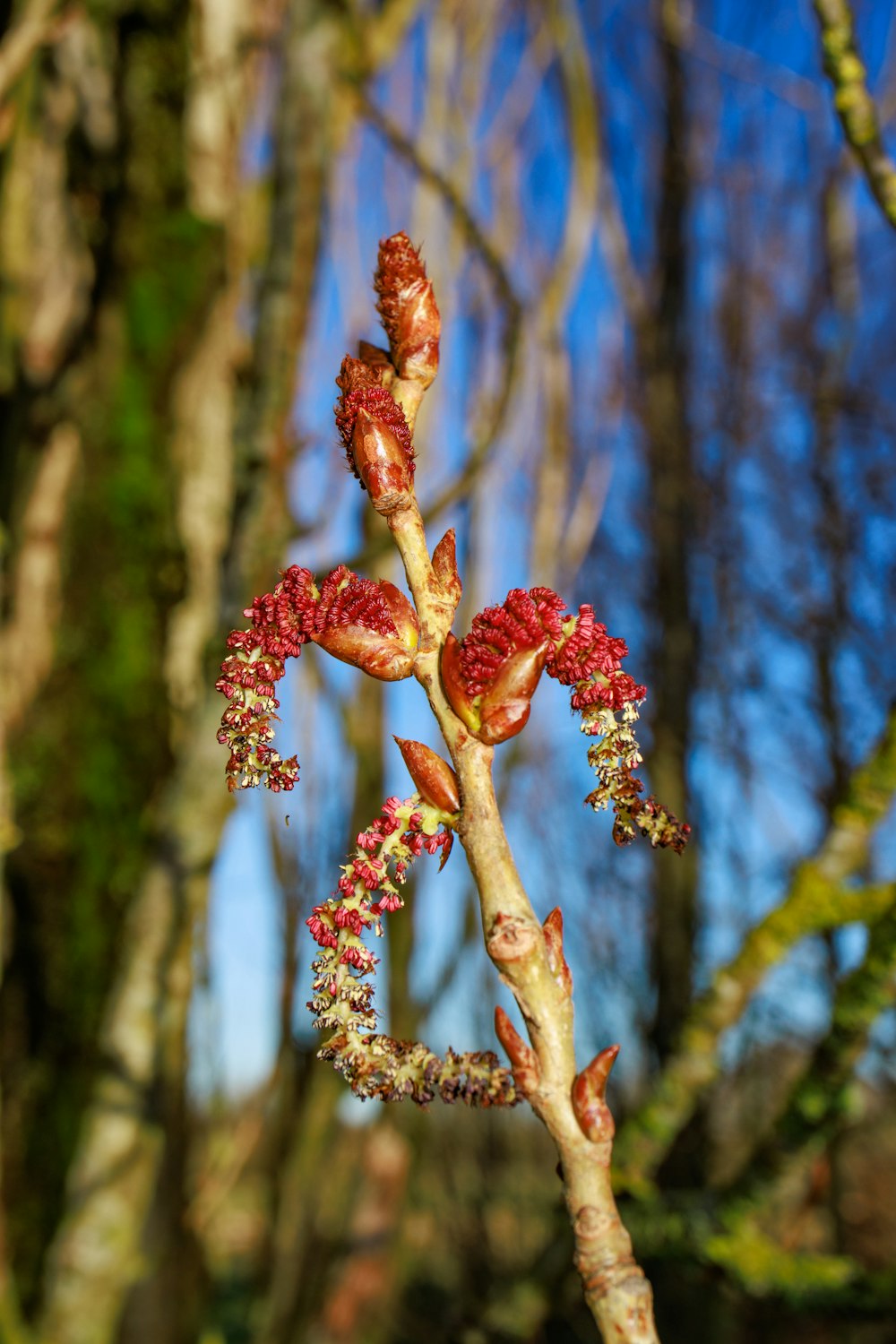 a close up of a flower on a tree branch