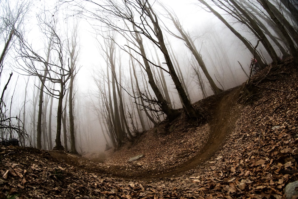 a foggy forest filled with lots of trees