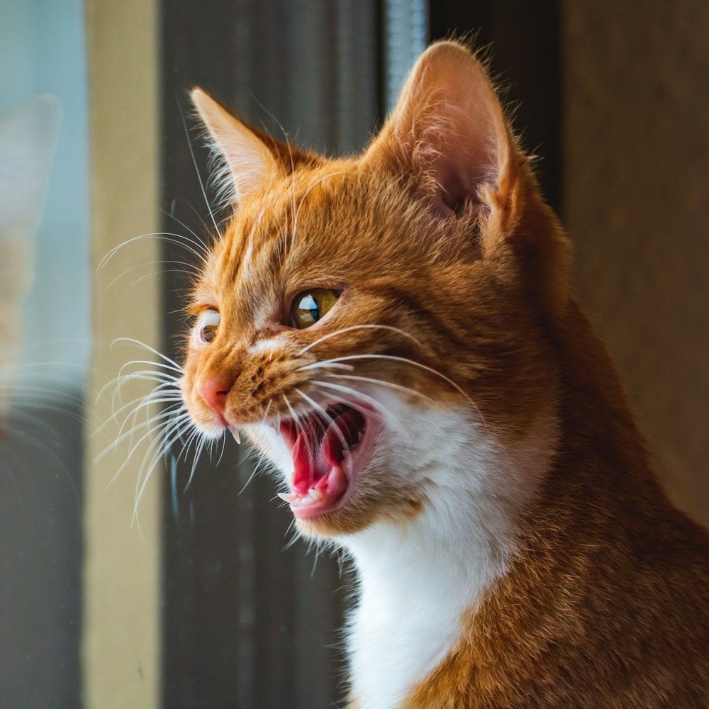 an orange and white cat yawning with its mouth open