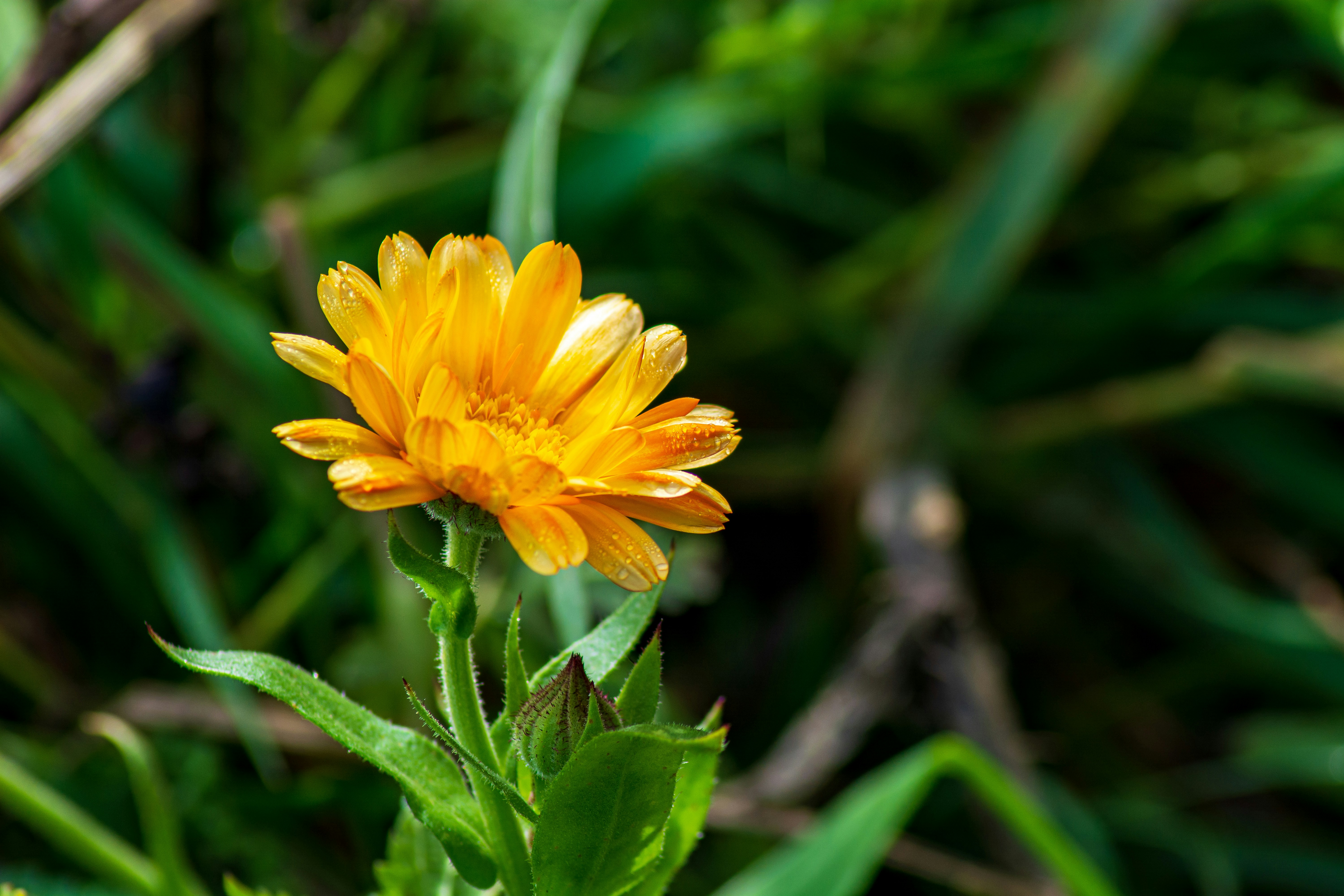 Calendula flowers