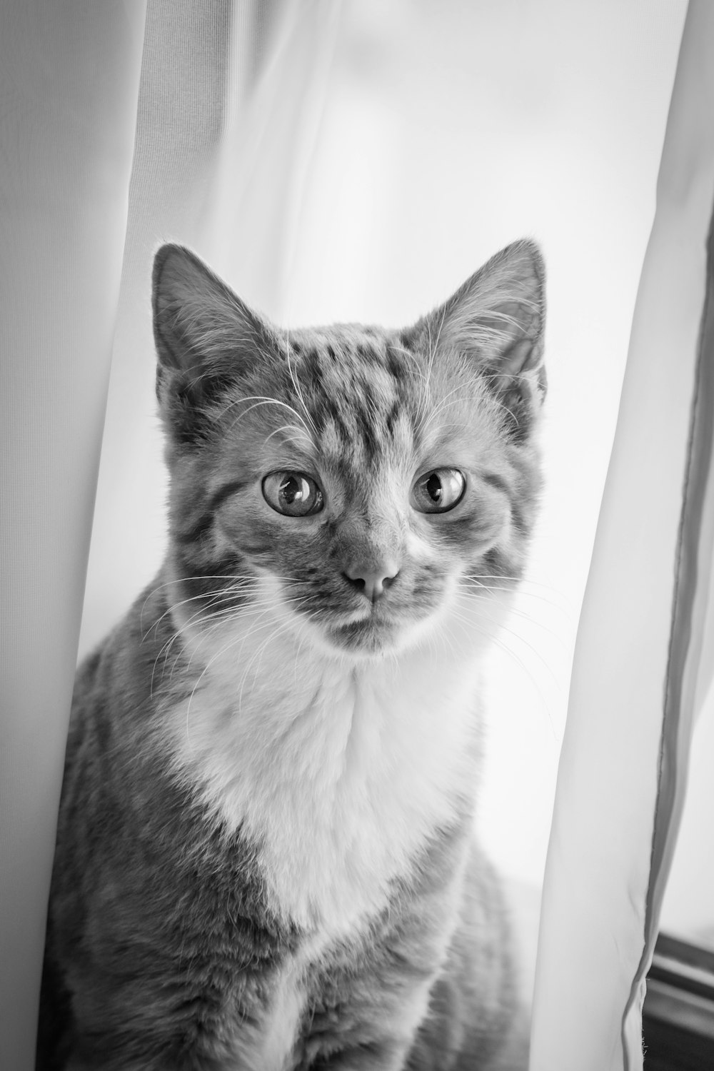 a black and white photo of a cat