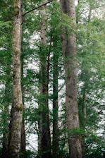 a group of tall trees standing next to each other