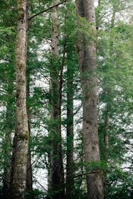 a group of tall trees standing next to each other