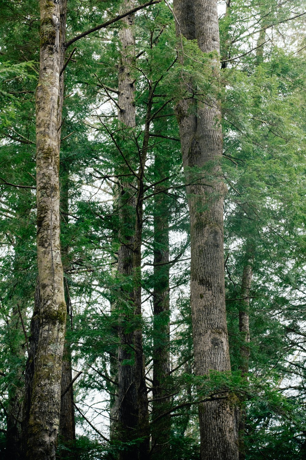 a group of tall trees standing next to each other