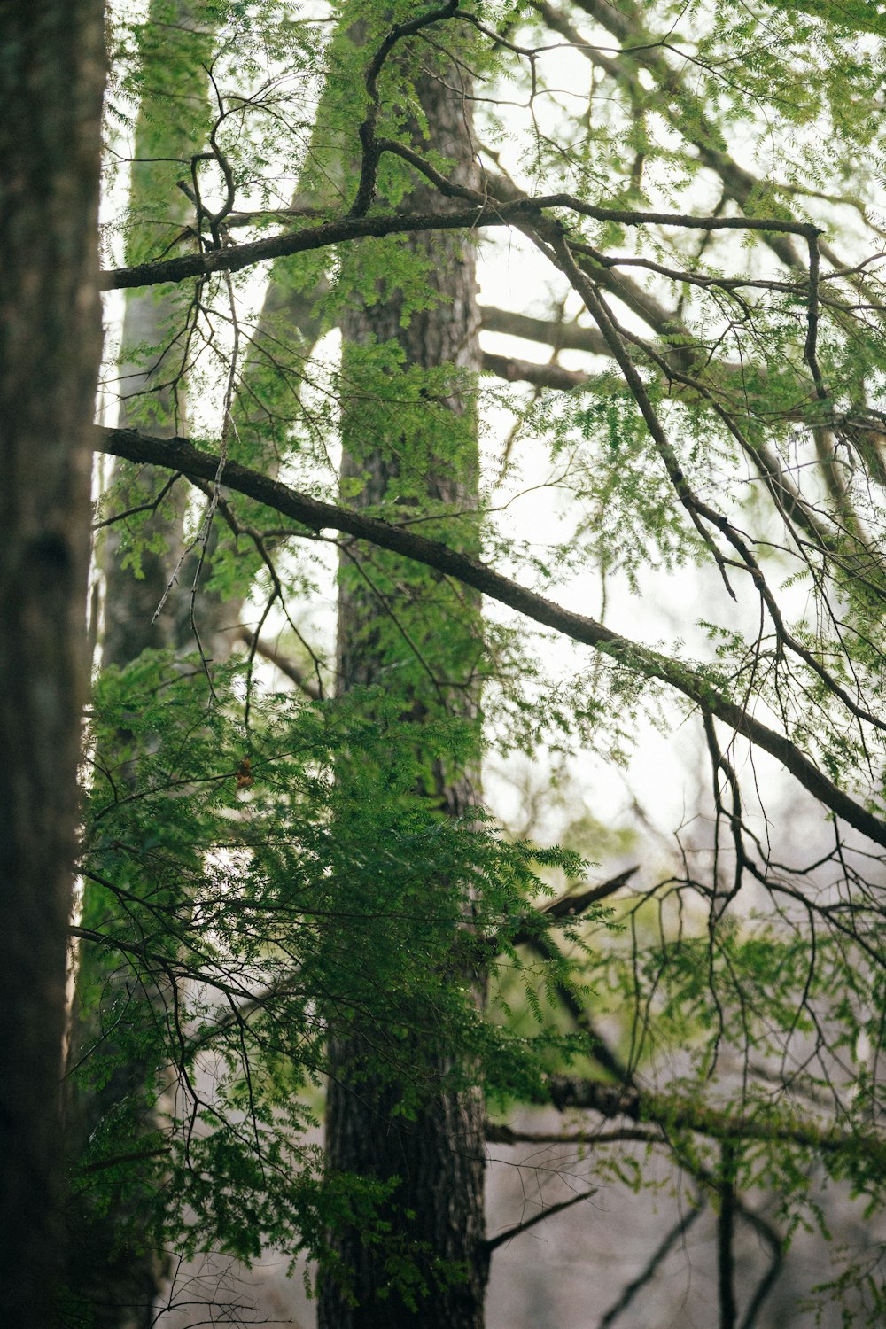 a bird perched on a tree branch in a forest