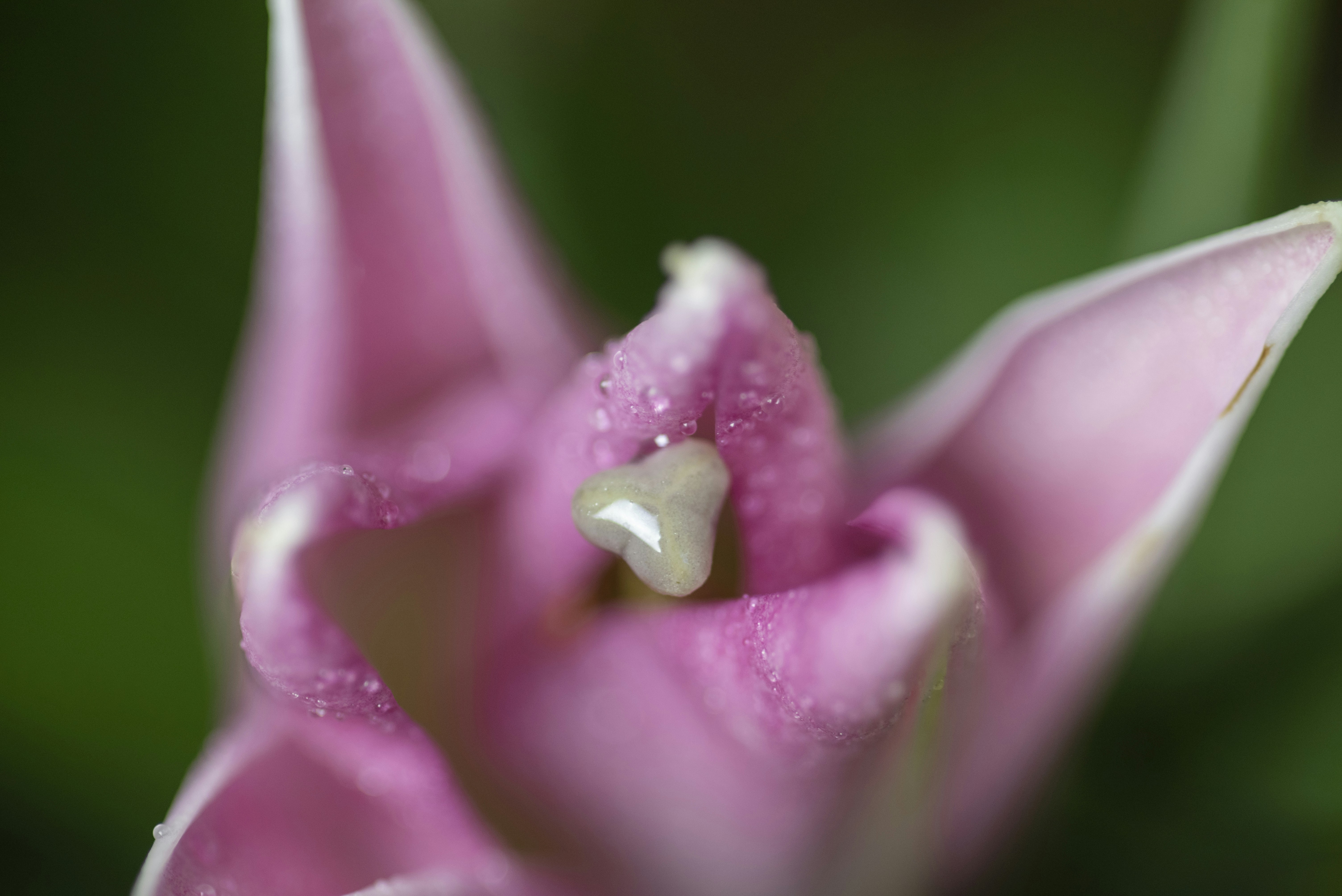 a close up of a pink flower with drops of water on it