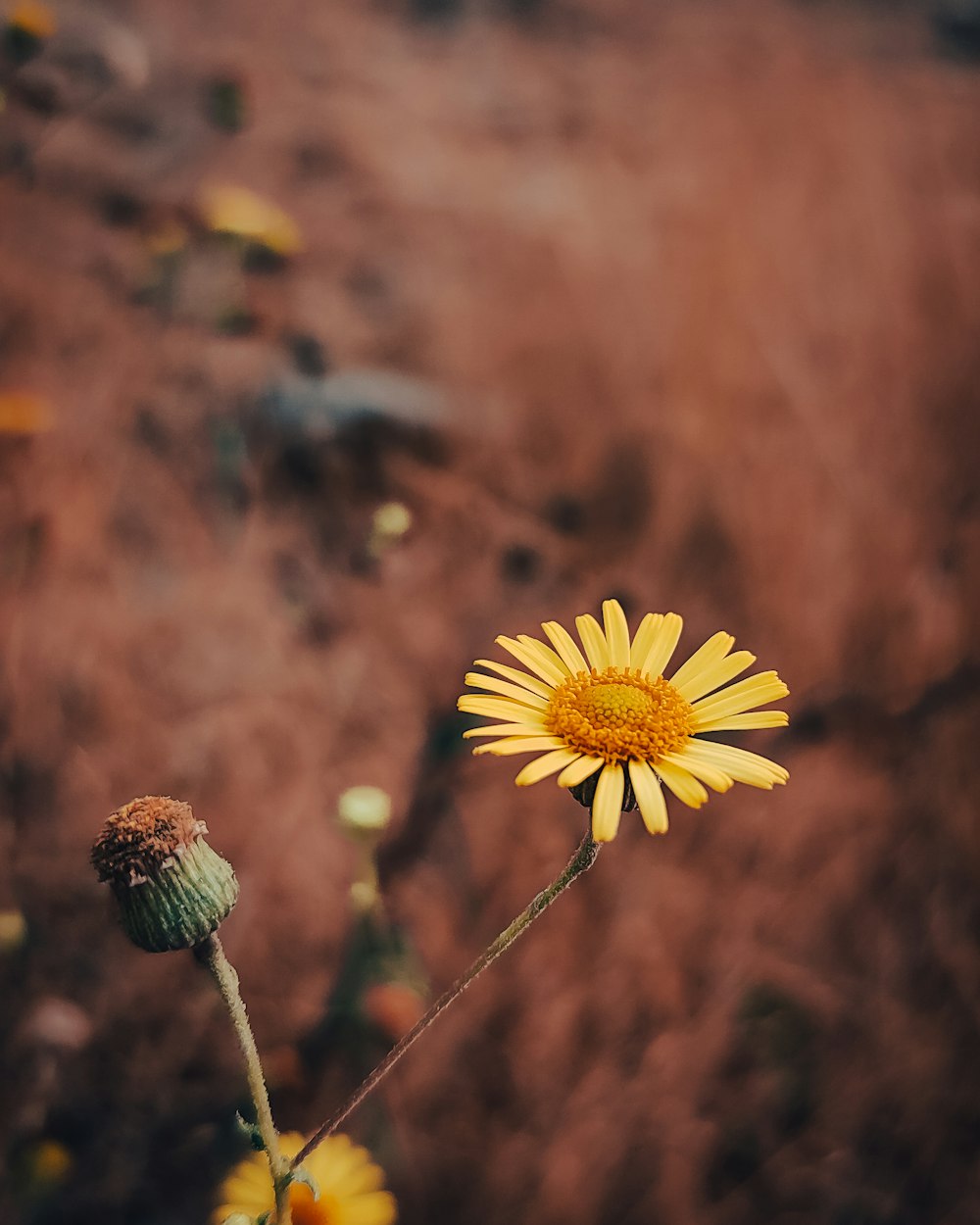 Una sola flor amarilla sentada en la parte superior de un campo de hierba seca