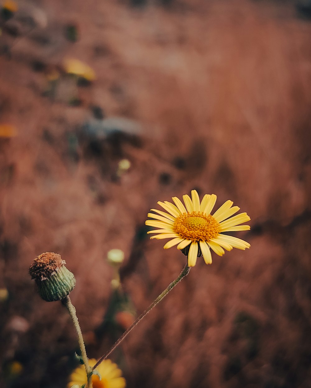 a single yellow flower sitting on top of a dry grass field