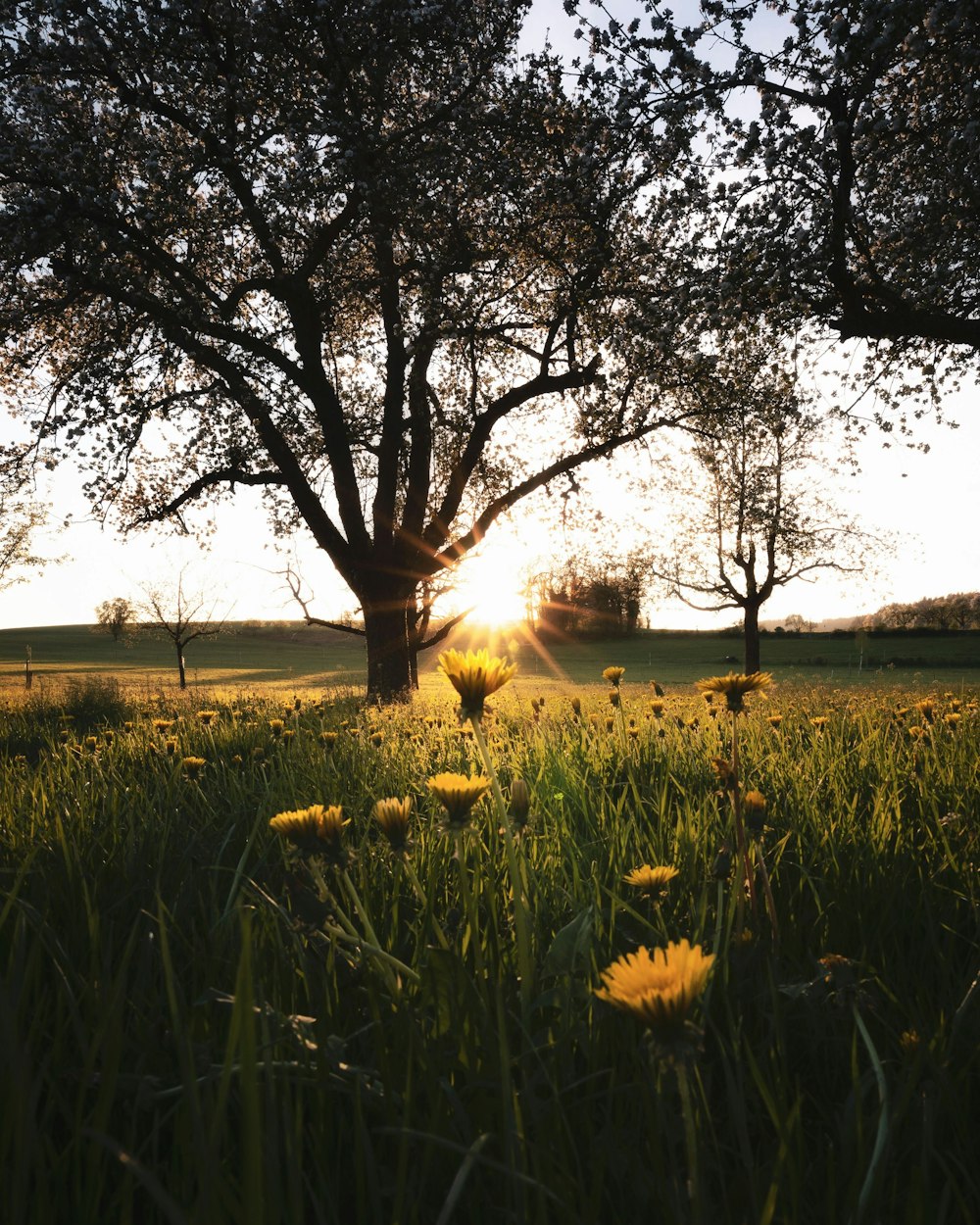 the sun is shining through the trees in the field