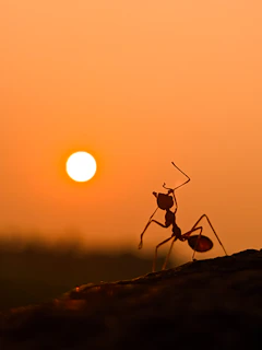 An ant silhouetted against a sunset sky, highlighting its delicate legs and antennae