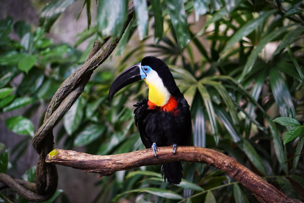 a colorful toucan perched on a tree branch