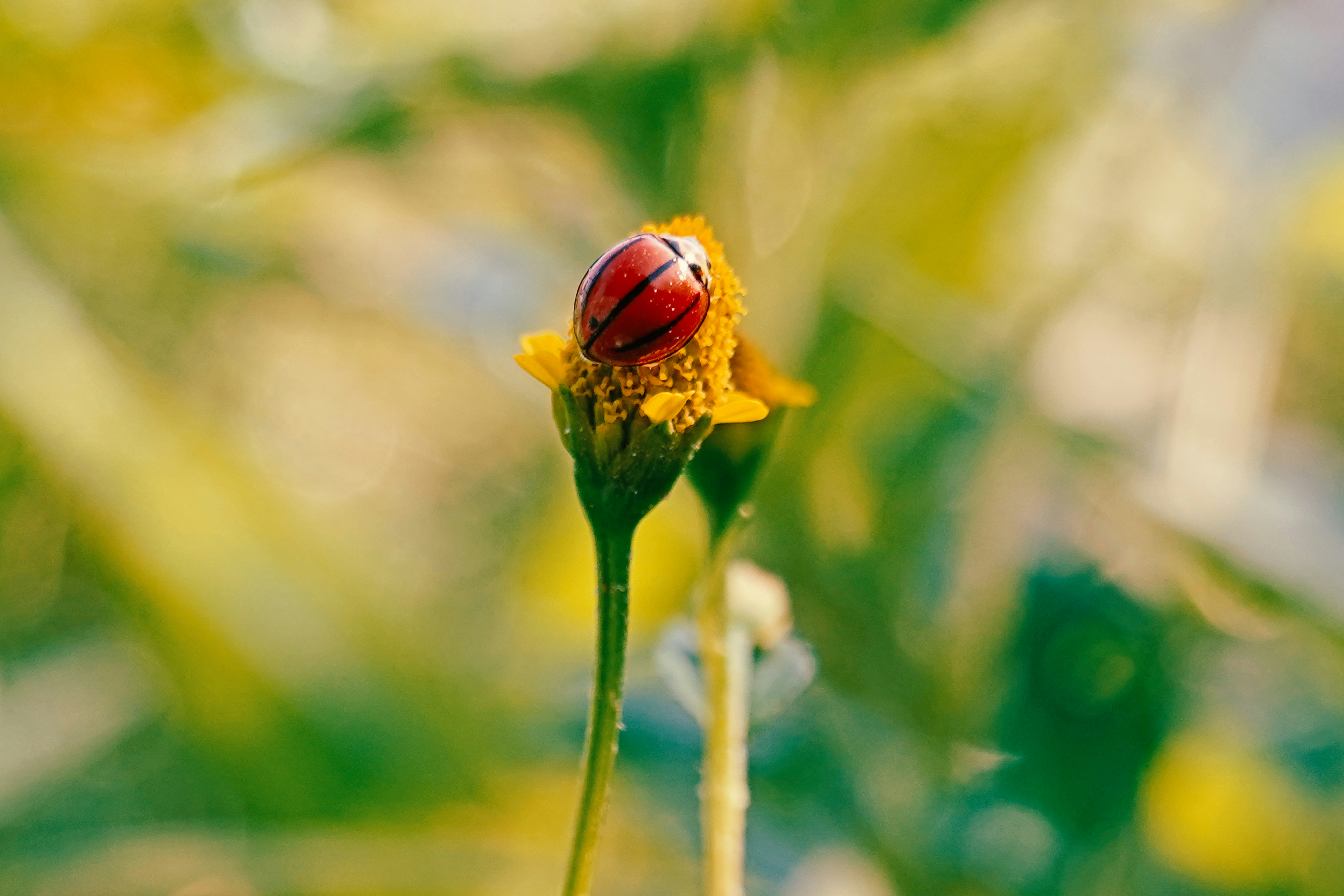 A lady bug sitting on top of a yellow flower photo – Free Sundargarh ...