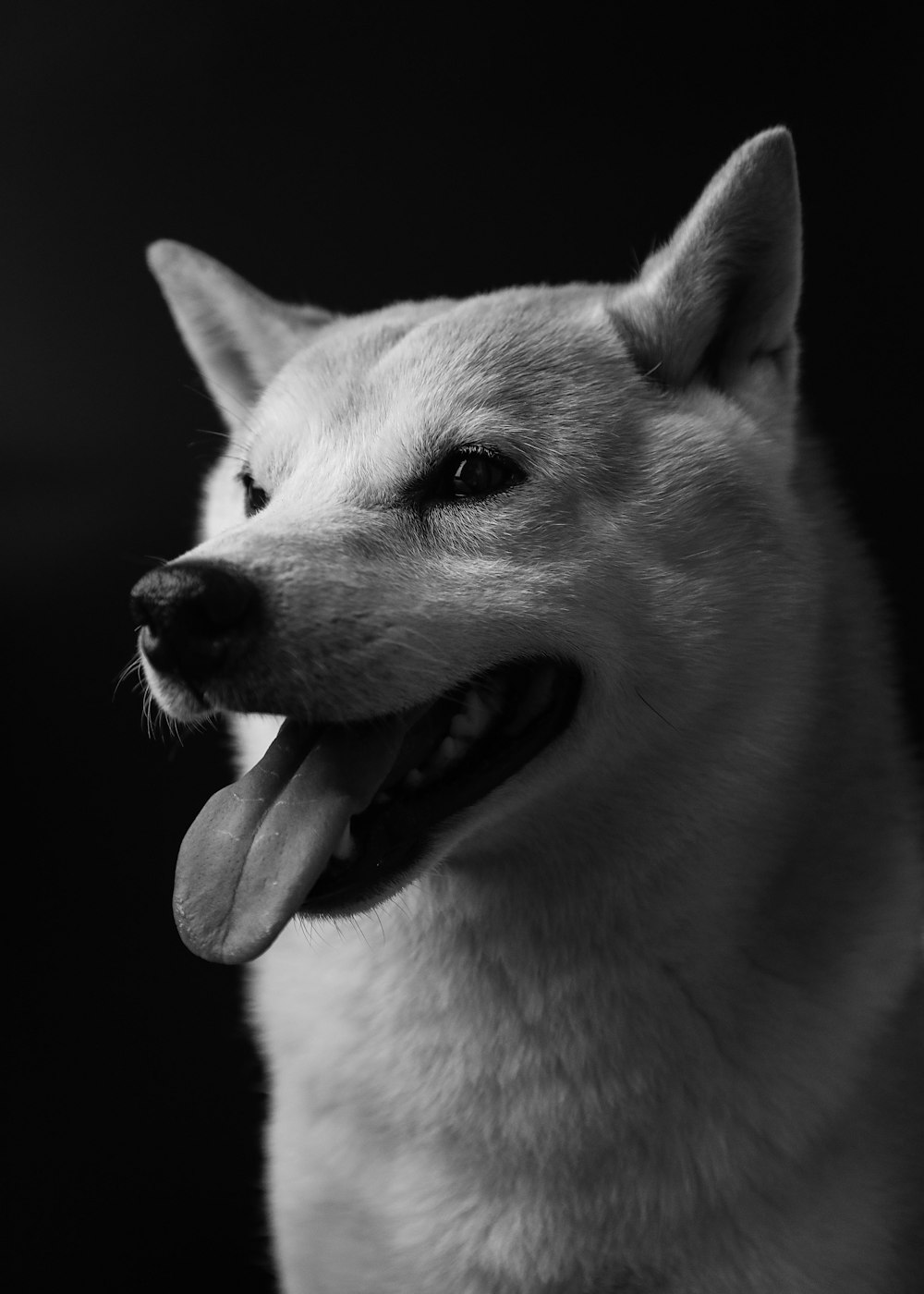a black and white photo of a dog