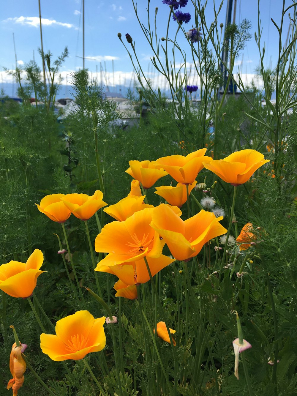 a field full of yellow flowers with a blue sky in the background