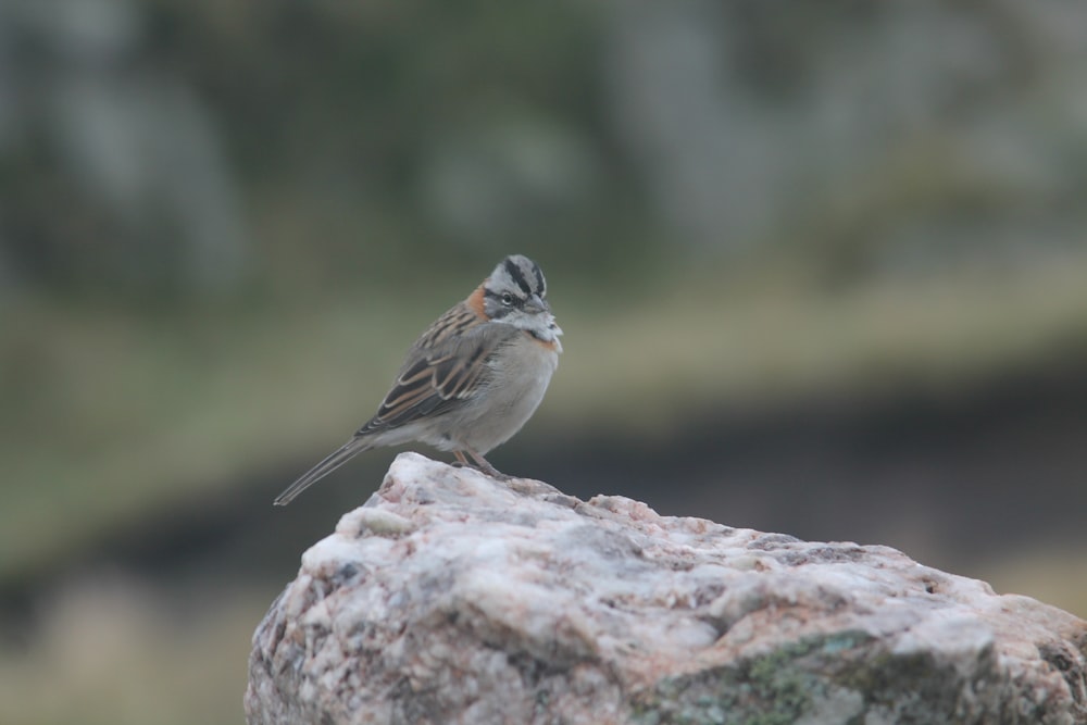 a small bird sitting on top of a rock