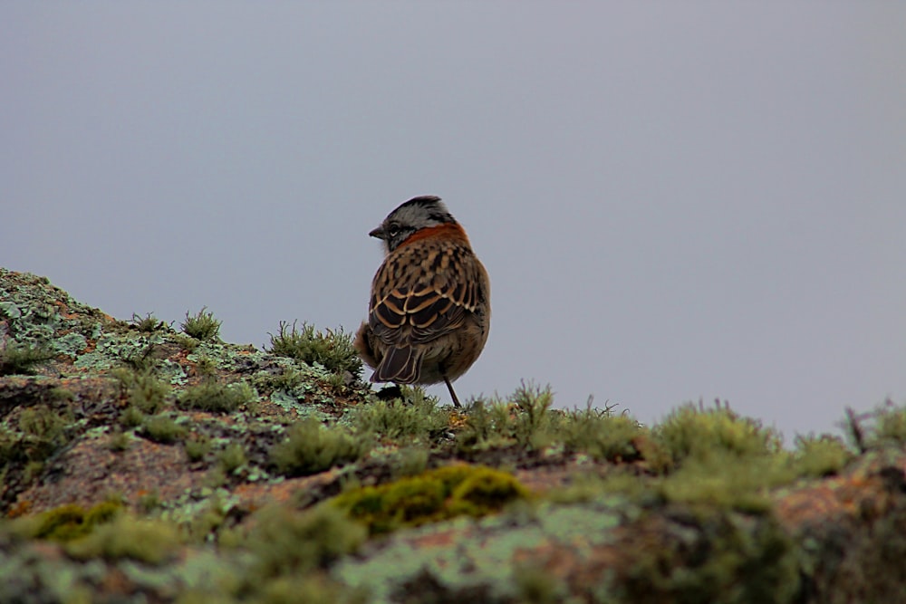 a bird is standing on a mossy hill