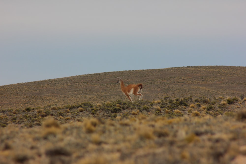 a gazelle running across a grassy plain