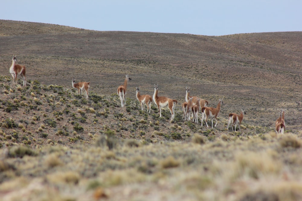 a herd of antelope standing on top of a dry grass covered hillside