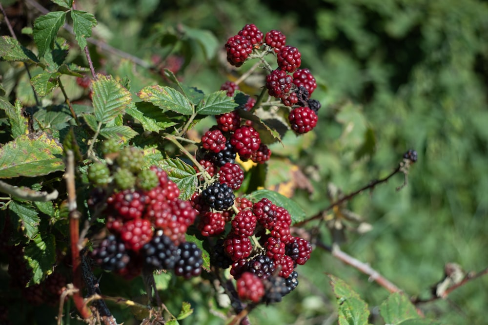 berries on a bush with green leaves in the background