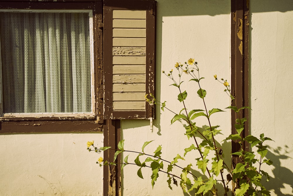 a window with a curtain and a plant in front of it