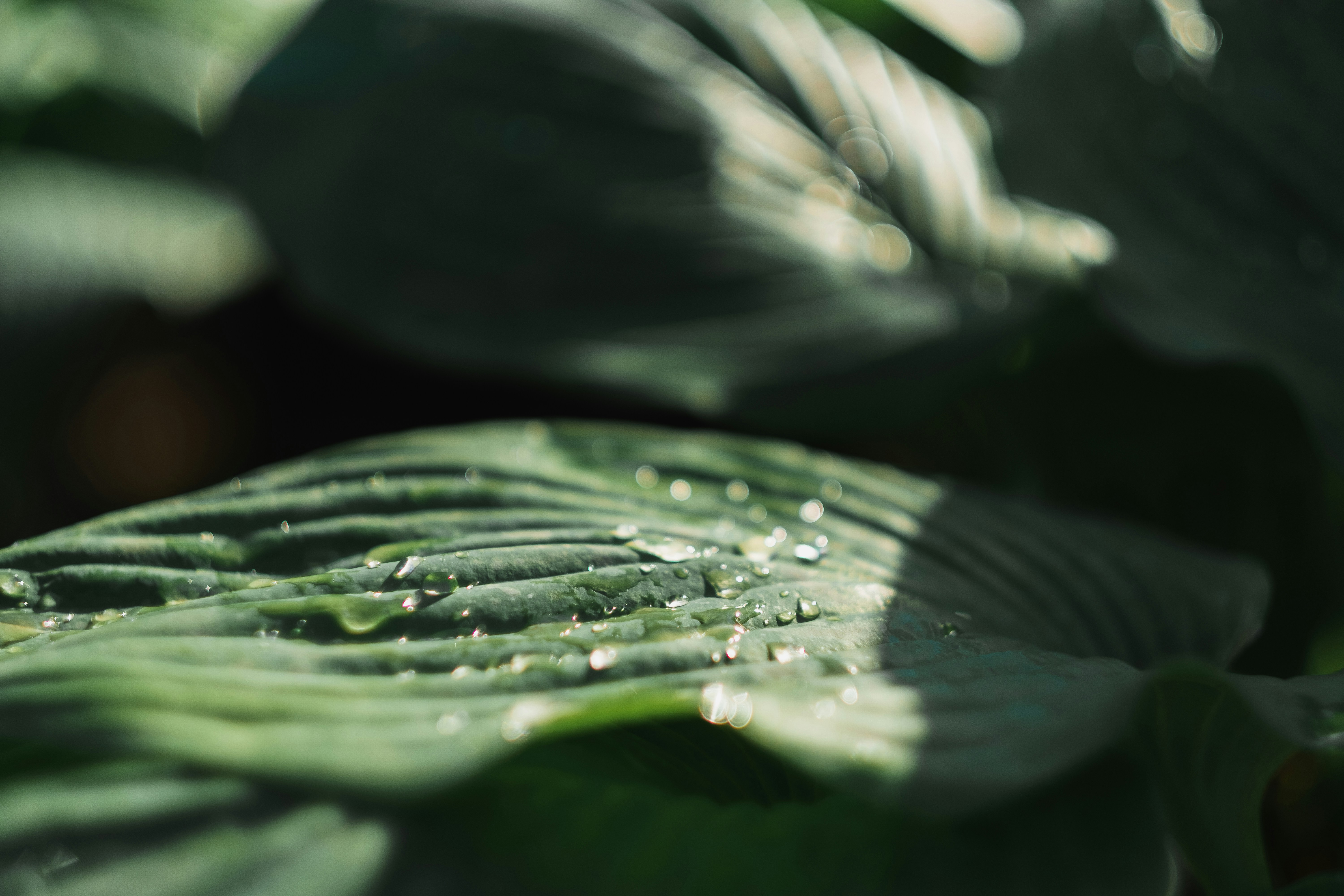 a green leaf with drops of water on it