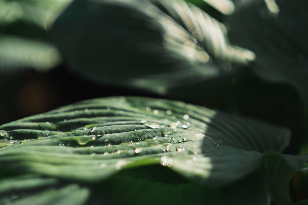 a green leaf with drops of water on it