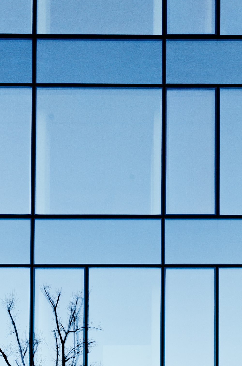 a tree is seen through a window with a blue sky in the background