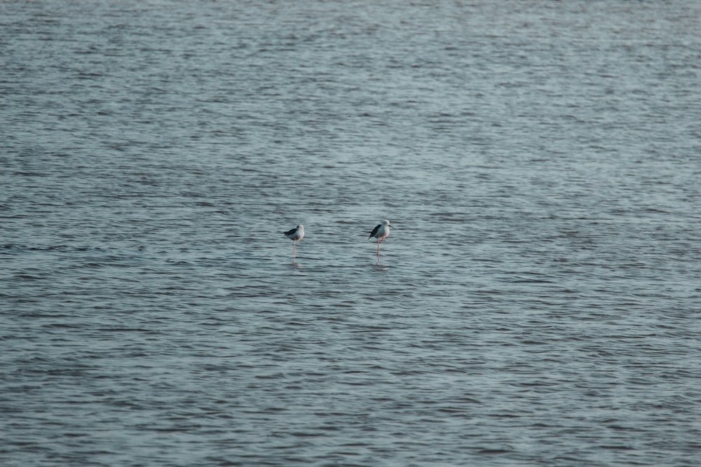 a couple of birds floating on top of a large body of water