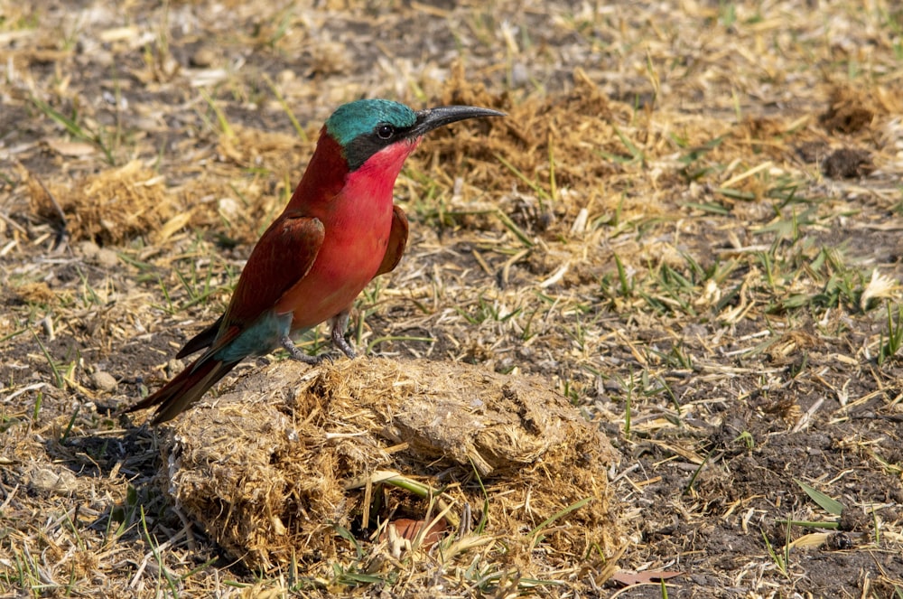 a colorful bird standing on top of a dry grass field