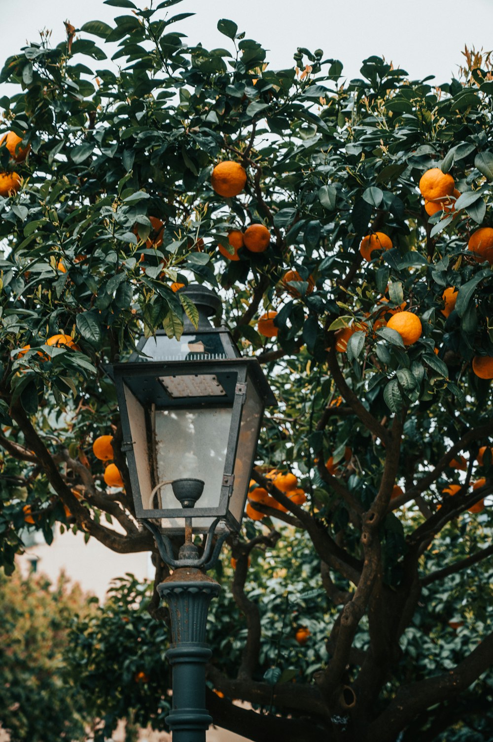 a lamp post with an orange tree in the background