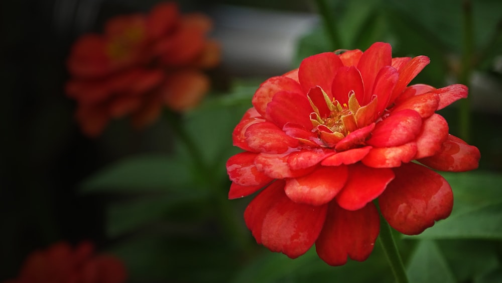 a red flower with green leaves in the background