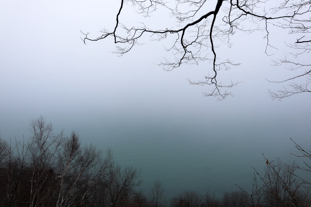 a view of a foggy lake with trees in the foreground