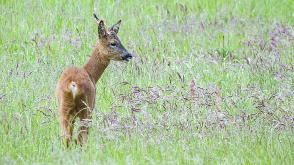 a deer standing in a field of tall grass