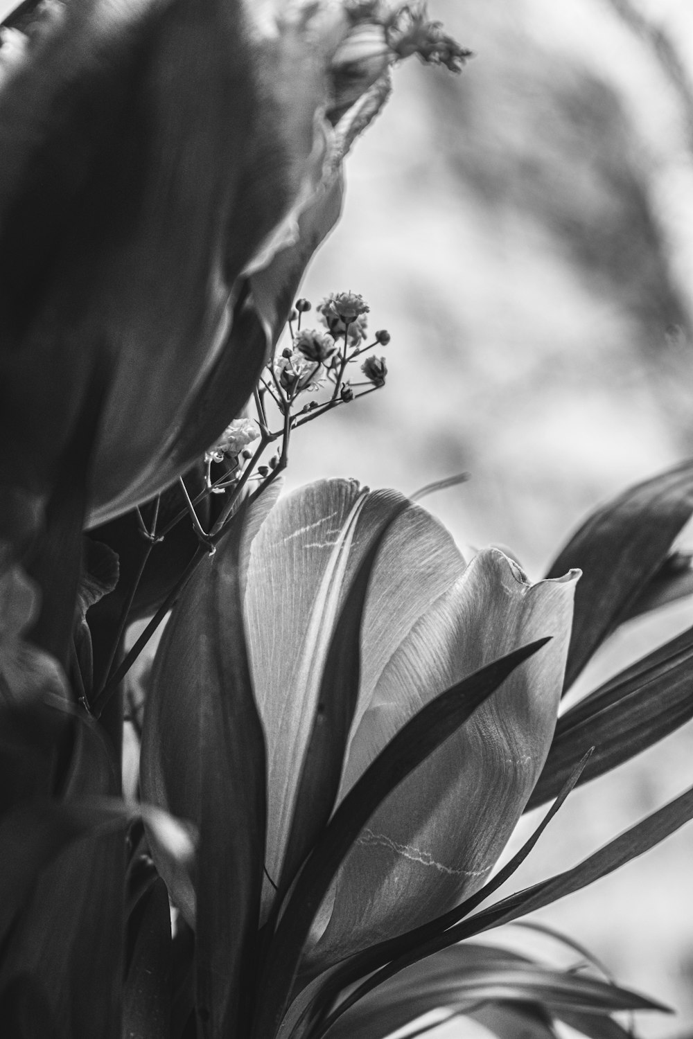 a black and white photo of a flower