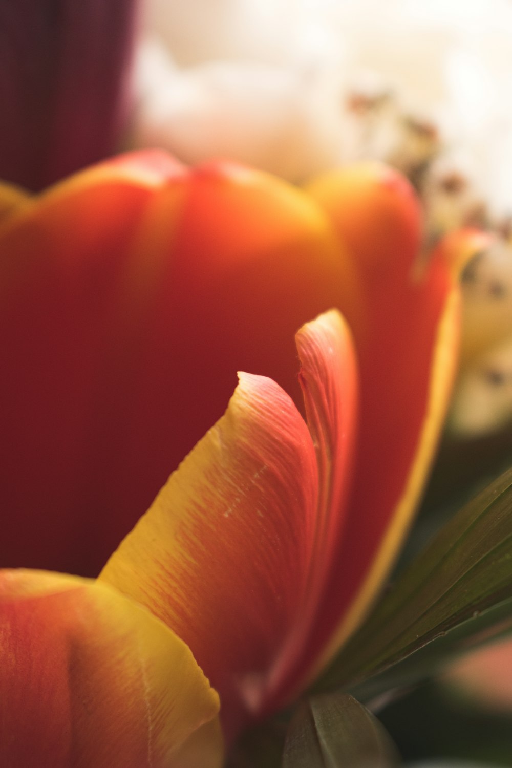 a close up of a red and yellow flower