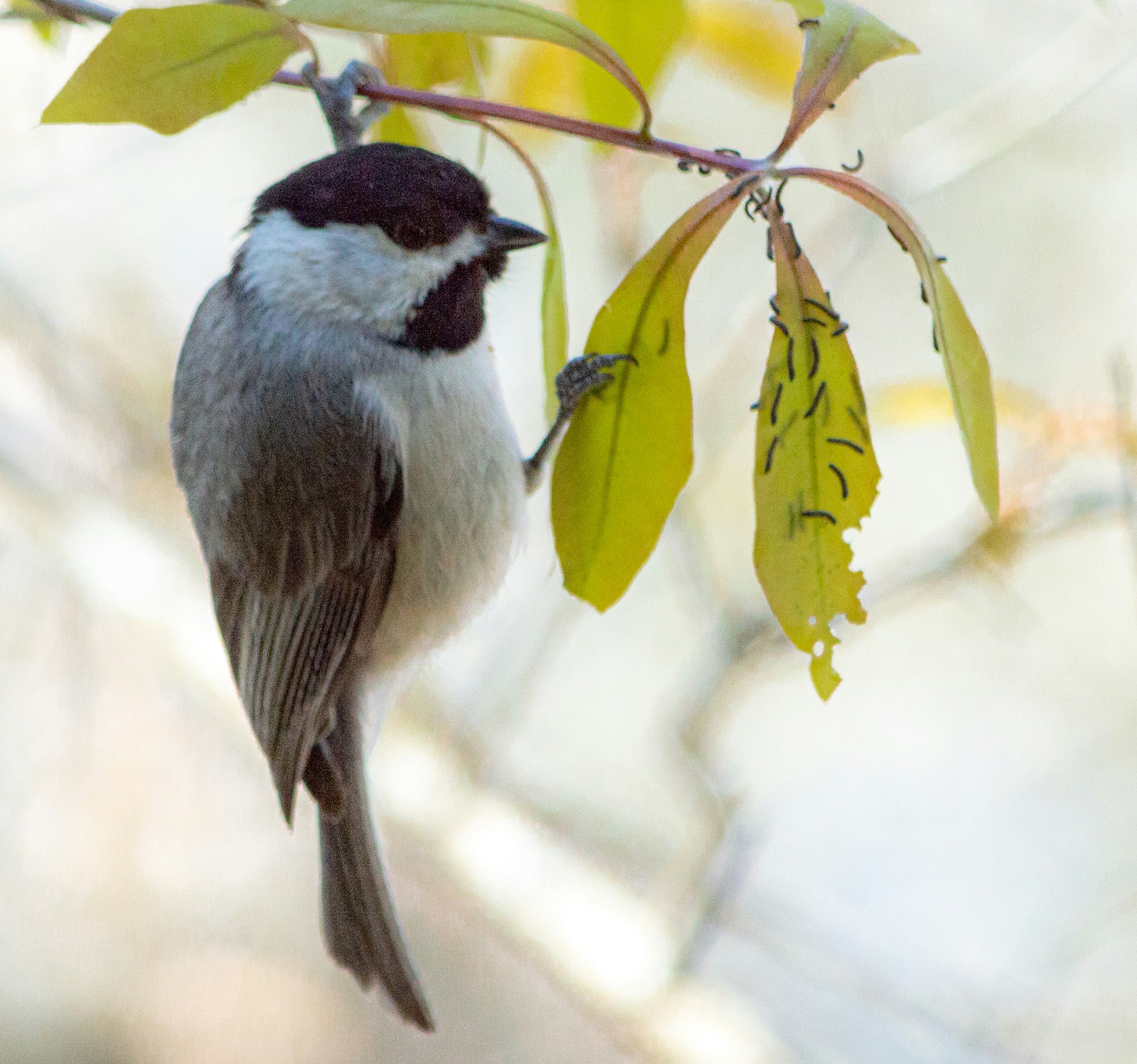Photo by oldbirchtree1957