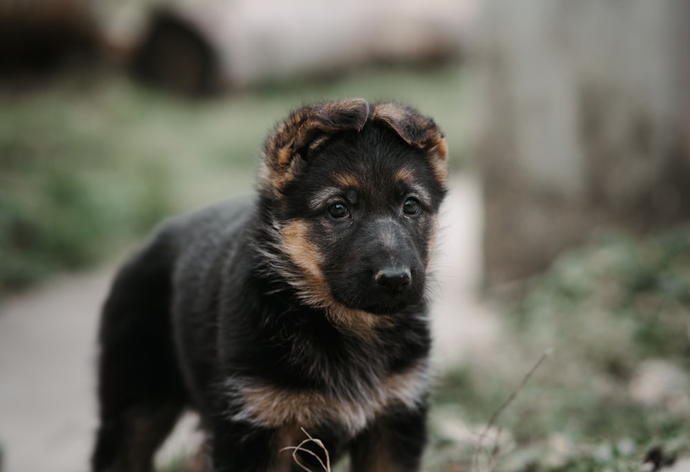 a black and brown puppy standing on top of a grass covered field