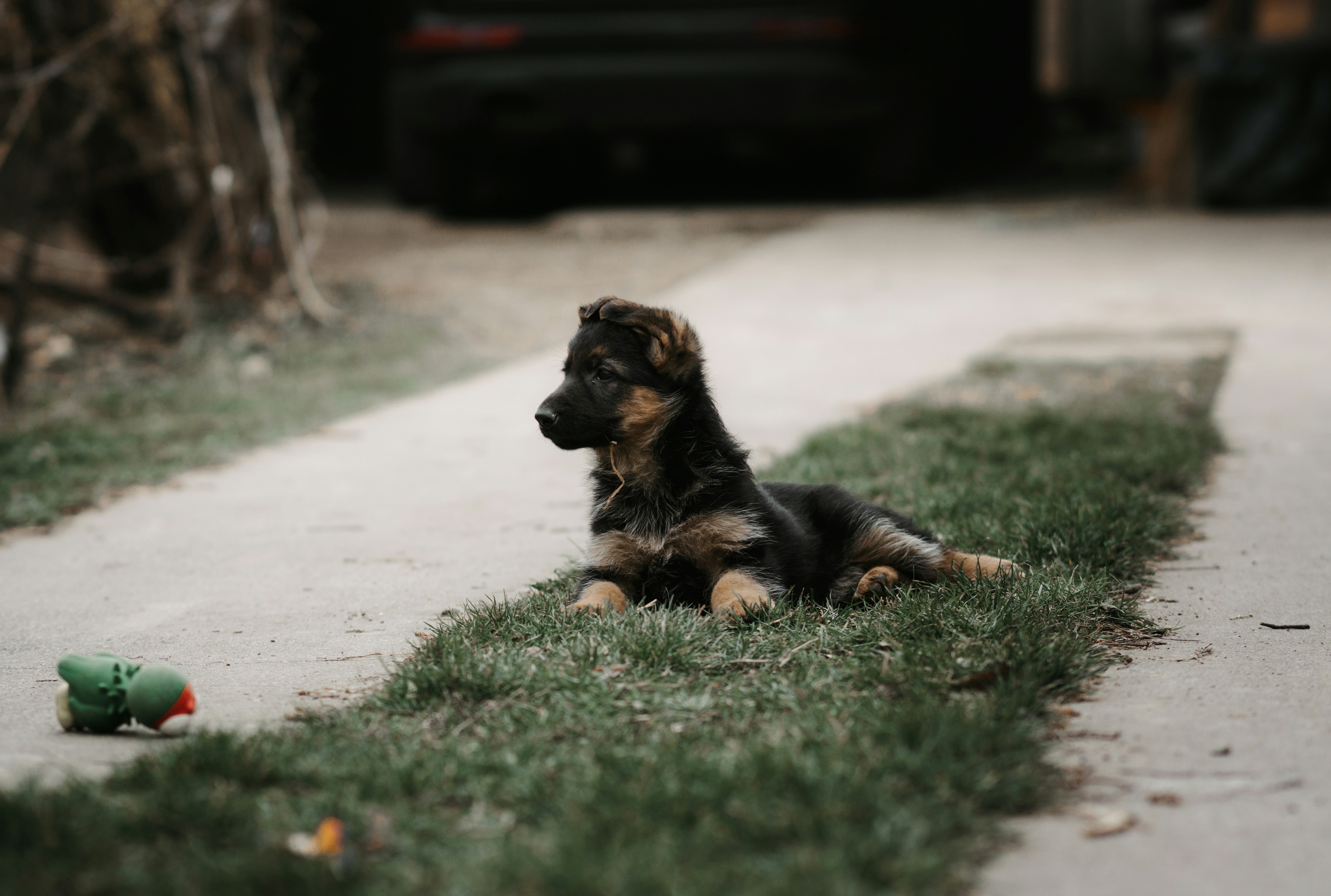 Puppy lying on a grass strip
