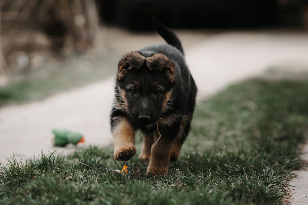 a puppy running on the grass with a toy in its mouth
