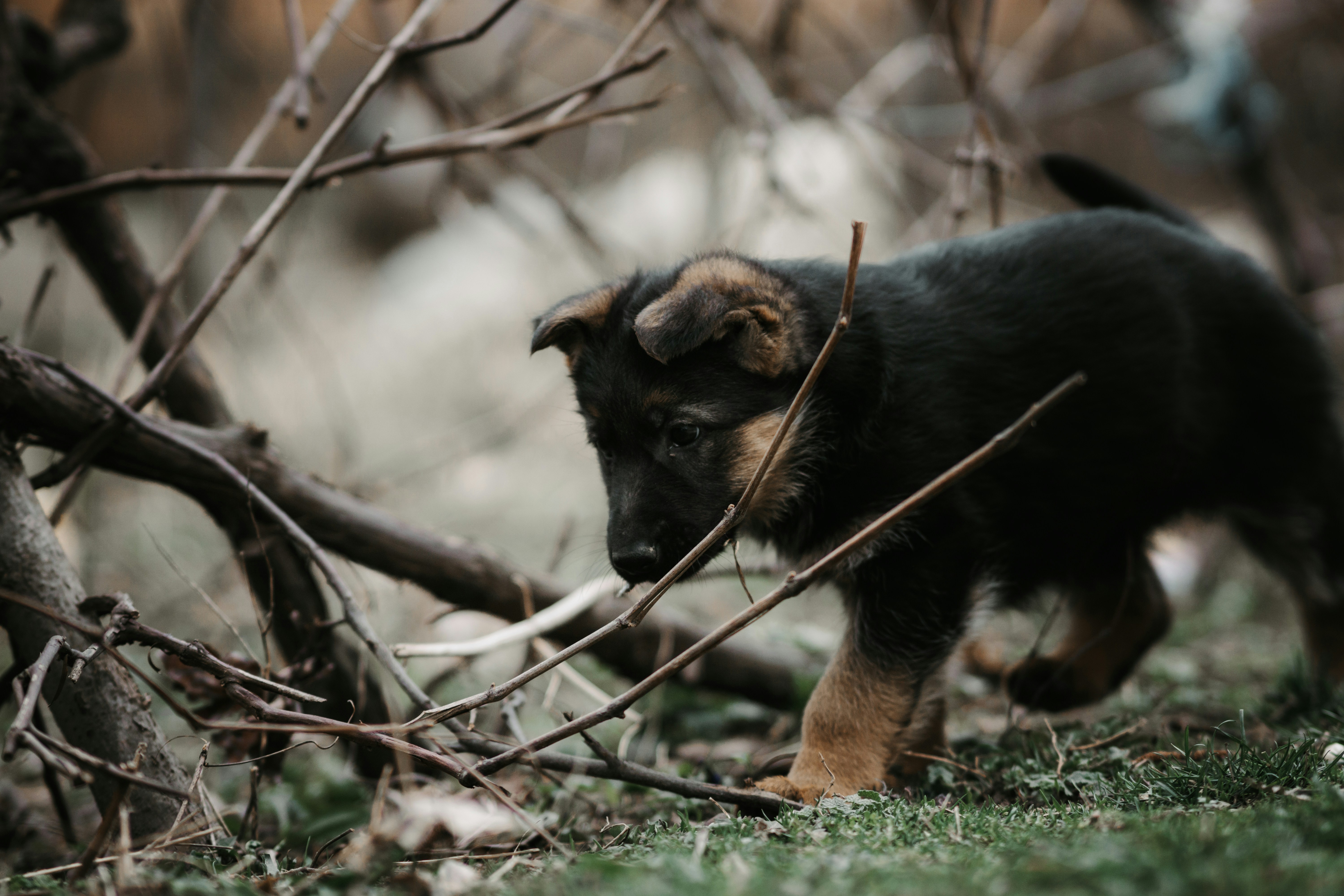 작은 강아지가 숲을 걷고 있다 사진 – Unsplash의 무료 동물 이미지, image size:3000x2000