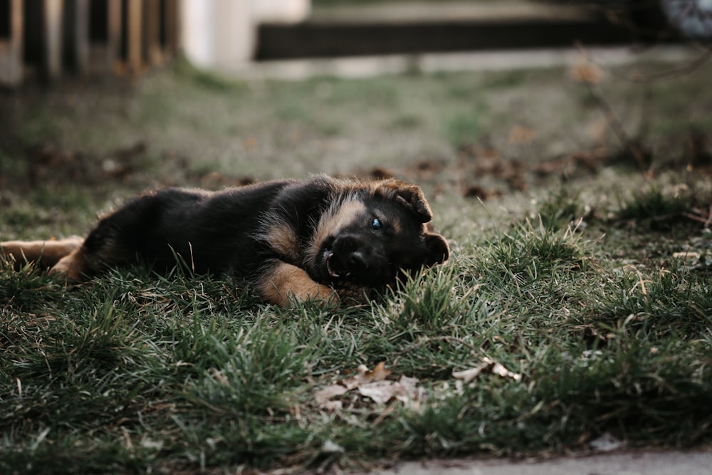 a dog laying on the ground in the grass